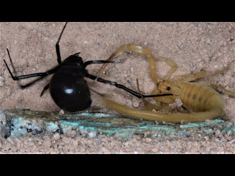 Scorpion and Black Widow Show Defenses (Warning: May be disturbing to some viewers.)