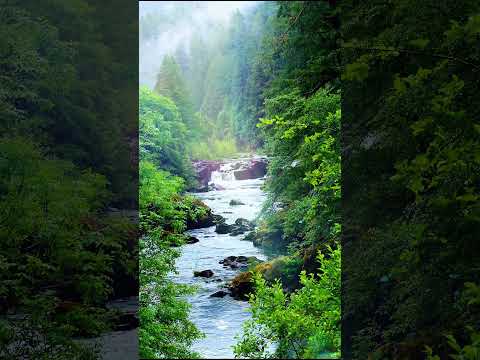 治愈视频 每个人都有属于自己的一片森林 #治愈风景 #治愈音乐 #摄影 #短视频
