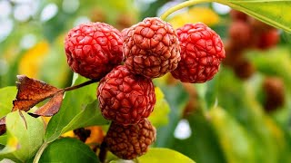 Top 10 Cold Hardy Fruit Trees Every Gardener Shoul