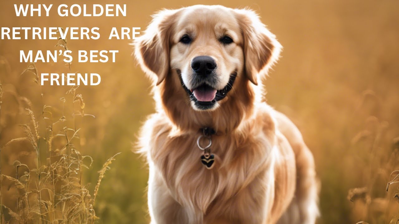 Why Golden Retrievers Are Man's Best Friend