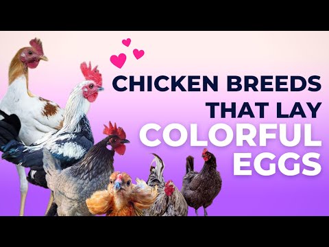, title : 'Chicken Breeds that Lay Colored Eggs in the World 2023'