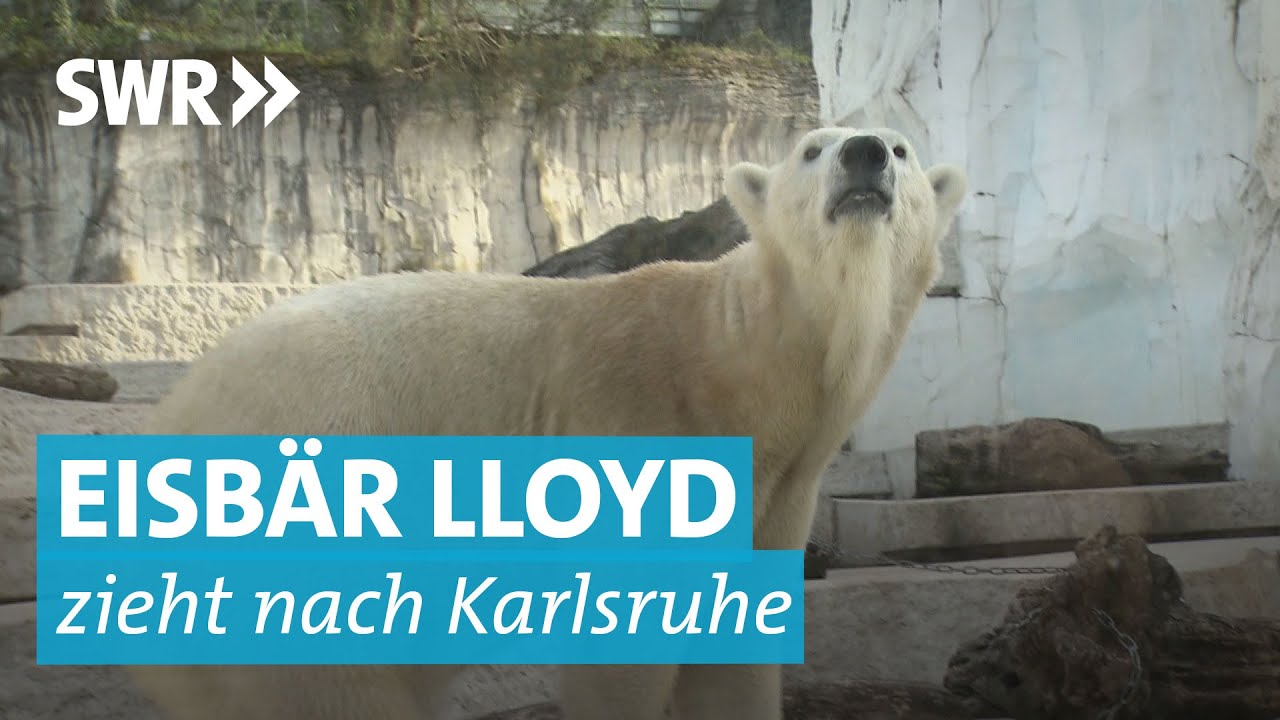 Eisbär Lloyd zieht in Karlsruher Zoo ein