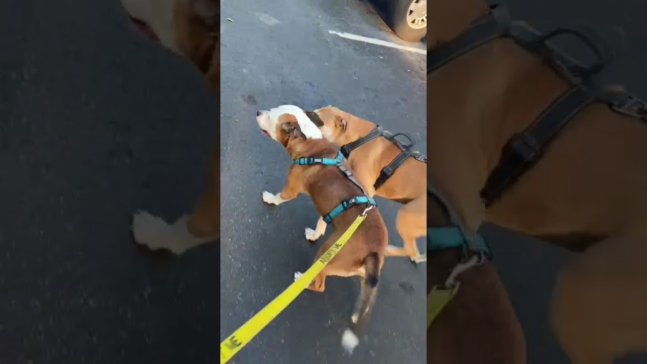 Ian A2691767, a Adoptable American Bulldog in Coral Gables, FL video 1/5