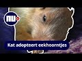Kat adopteert vier eekhoorntjes op de Krim