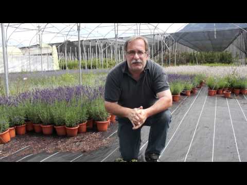 Die Vorteile der grossen Bodendecker (Vinca minor)