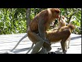 Proboscis Monkeys Mating Disrupted By A Juvenile Pulling The Male S Nose
