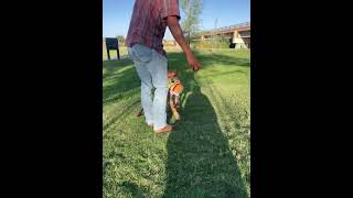 Video preview image #1 Mutt Puppy For Sale in McKinney, TX, USA