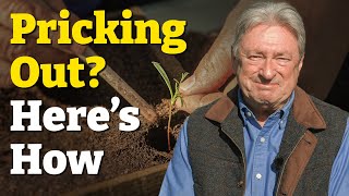 Don't Skip This Step! - Pricking Out Made Easy!