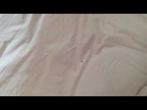 Bugs in courtyard Manassas battlefield park