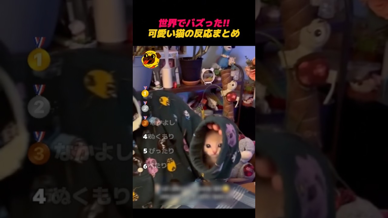 世界でバズった‼️ネコさんの可愛すぎる瞬間🥹 #shorts #バズ動画