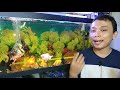 5 Penyebab Kenapa Air Aquarium Berbusa, Berkabut Putih, Bau Amis Pada Ikan Mas Koki