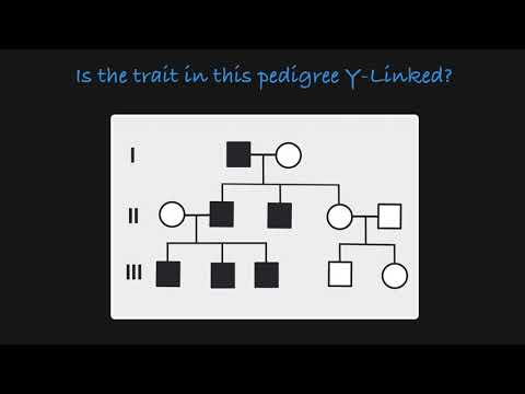 Y-Linked Traits in a Pedigree