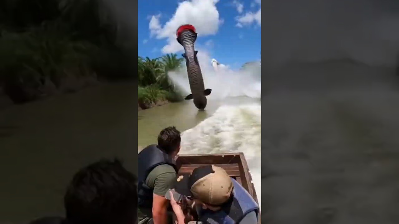 Insane Giant Arapaima Smash Boat POV! 🐟🚤광폭 초거대 아라파이마 보트 충돌 POV! 🐟🚤狂暴 超巨大アラパイマ 船激突 POV！🐟🚤 #shorts
