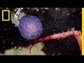 Scientists Fight Crab For Mysterious Purple Orb