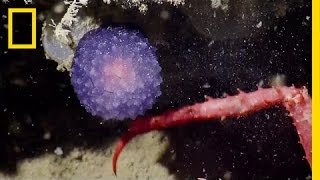 Mysterious Purple Blob Surprises Scientists | National Geographic