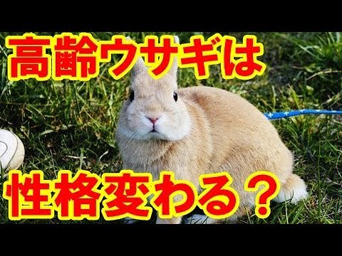 ウサギの年齢を知るにはどうすればよいですか?