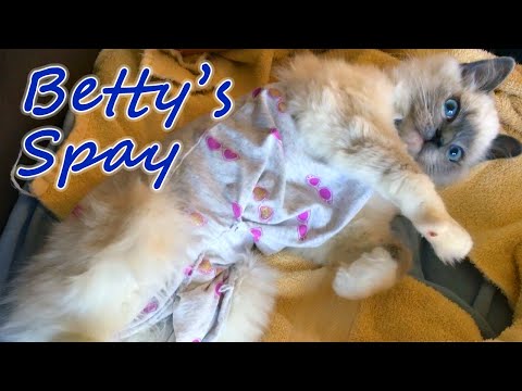 Betty's Spay Surgery, Her Fancy Baby Onesie, & Her Seroma from Being Too Active During Recovery