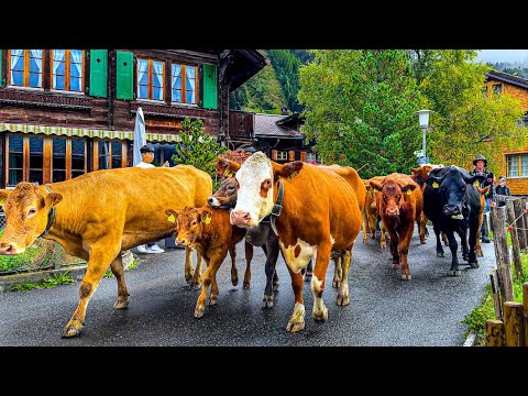 Baby cows and mama cows walking through Swiss village Wengen 🇨🇭