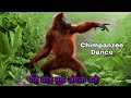 Chahe koi mujhe Junglee kahe | Chimpanzee latest dance | Kishore Kumar | funny video