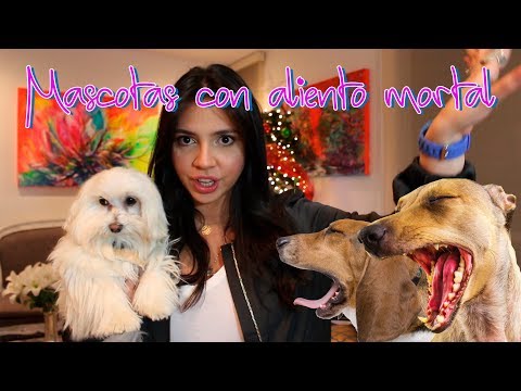 El mal aliento en los perros