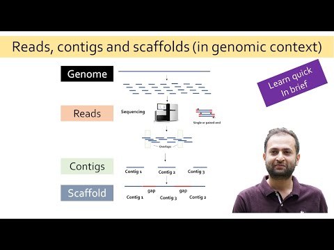 What are reads, contigs and scaffold?
