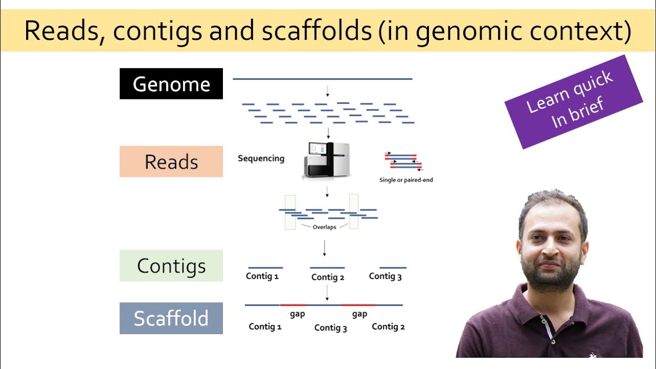 What are reads, contigs and scaffold?
