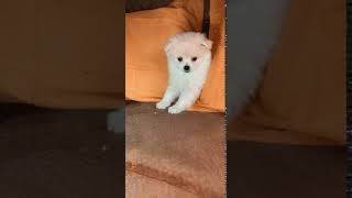 German Spitz (Mittel) Puppies Videos