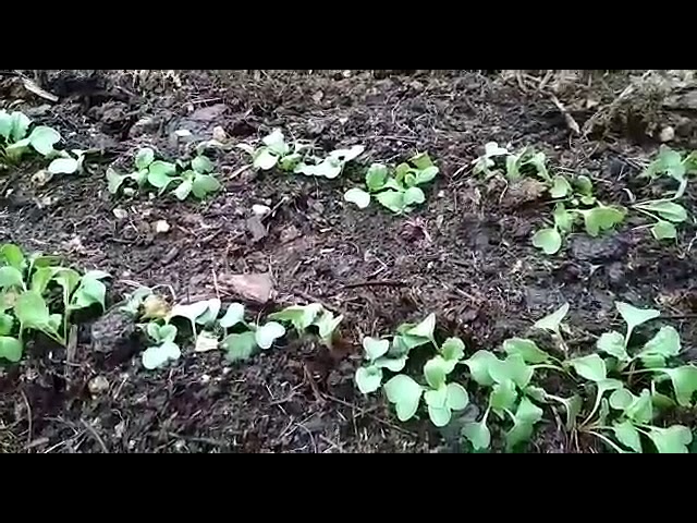 Редис Французский завтрак