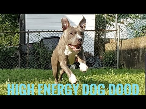 download lagu mp3 mp4 Best Food To Feed Blue Nose Pitbull, download lagu Best Food To Feed Blue Nose Pitbull gratis, unduh video klip Best Food To Feed Blue Nose Pitbull