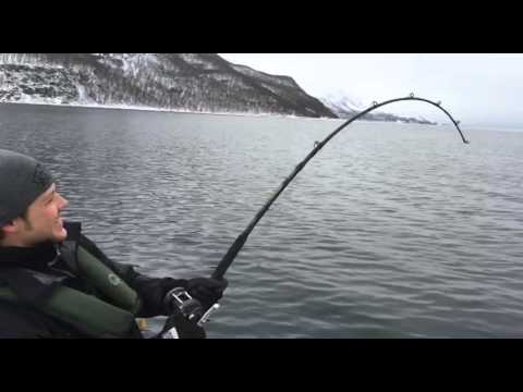 Fiskade torsk - fick gigant på kroken