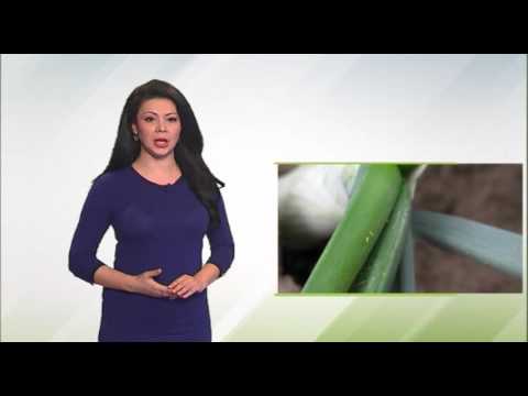 Zelena prognoza, 16.5.2016. - O stanju u usevima zimskog luka