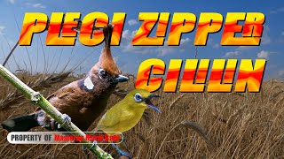 Download lagu Pleci Zipper Sambung Cililin Jernih Jeda Terapi Air #masteran #plecizipper #cililinjernih mp3
