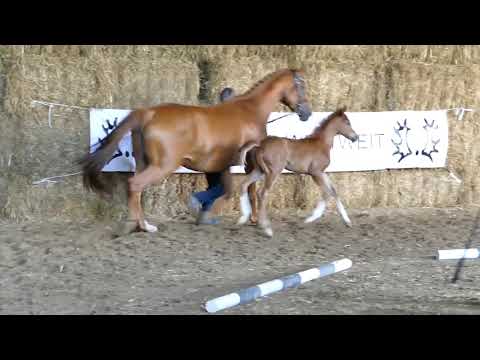Latoja von Mount Etna xx - Lossow - EH Fridensfürst geb. 29.05.2020