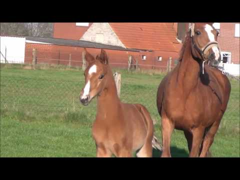 *2017 Hengstfohlen von Le Vivaldi - Relevant