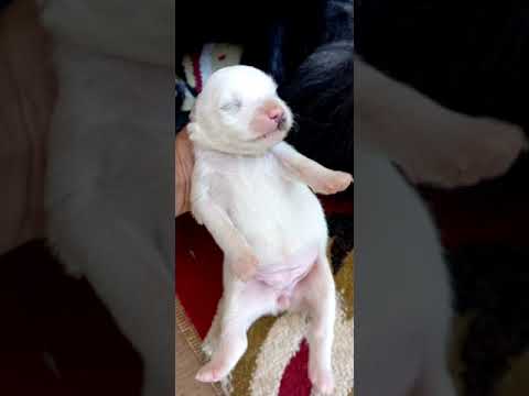 cute puppy# Rahima vlog #shorts