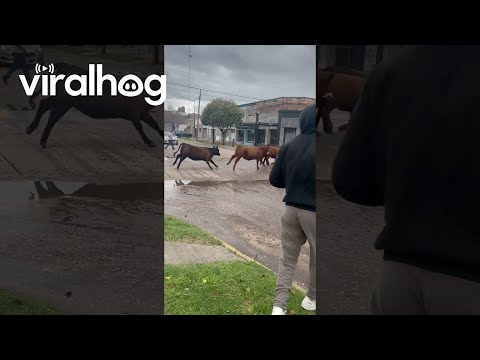 Cows Parade Down Empty Street || ViralHog