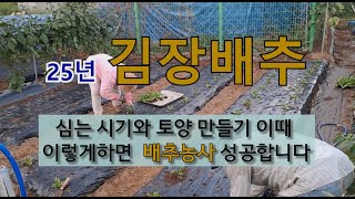 김장배추 심는 시기와 토양 만들기는 이렇게 하면 배추 농사 성공합니다 #김장배추 심는 시기 #김장배 토양만들…