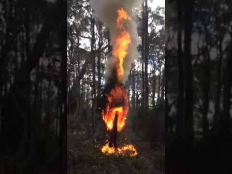 Burning Blackboys (Xanthorrhoea australis, balga, grass tree) in Western Australian bush