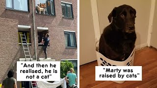 Dogs Who Forgot How To Dog But Definitely Know How