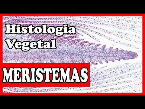 Histologia vegetal - Meristemas - tecidos vegetais aula 1
