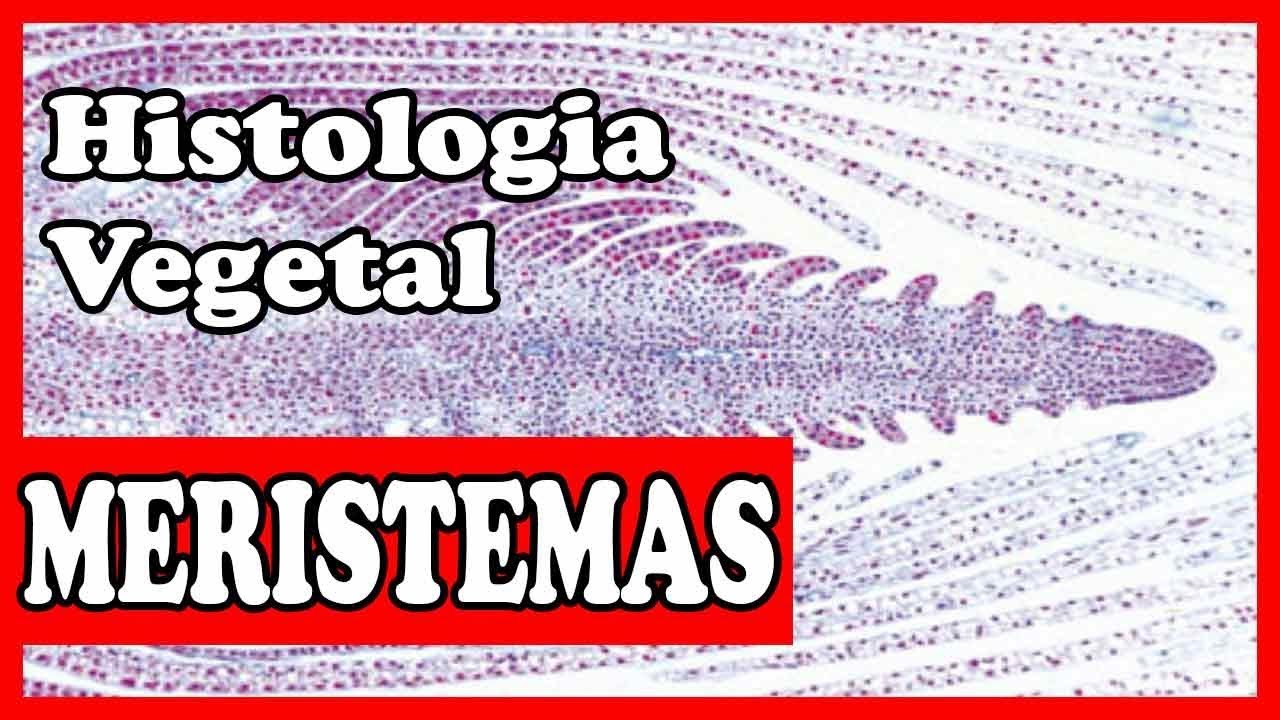 Histologia vegetal - Meristemas - tecidos vegetais aula 1