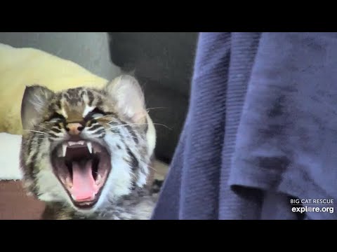 What big teeth you have!  Makani rehab bobcat at Big Cat Rescue.