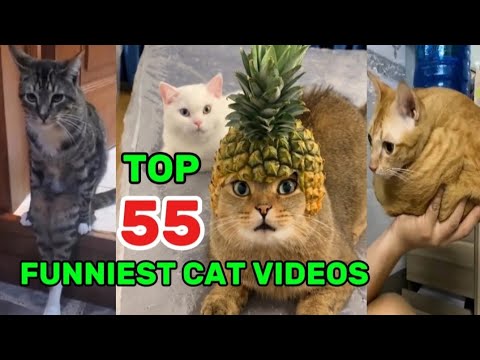 Top 55 Hilarious Cat Moments You’ll Ever Watch | Under 5 Minutes!