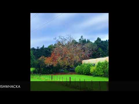 BADJELLYCOLLECTIVE  -  Bushwhacka