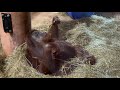 Life Could Be A Dream Monkey Compilation