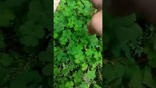 Download lagu clover leaf plants become pecel❗#shorts mp3