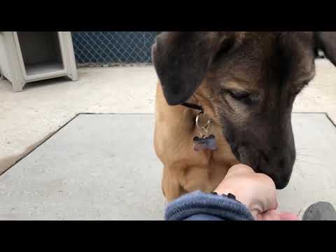 Scout, an adopted Shepherd Mix in Long Beach, NY_image-1