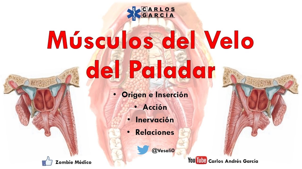 Anatomía - Músculos del Velo del Paladar (Origen, Inserción, Acción, Relaciones)
