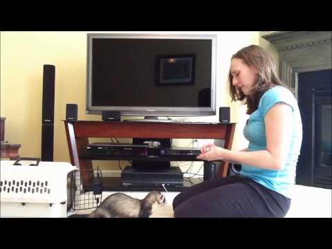 download lagu mp3 mp4 How To Train A Ferret To Come When Called, download lagu How To Train A Ferret To Come When Called gratis, unduh video klip How To Train A Ferret To Come When Called