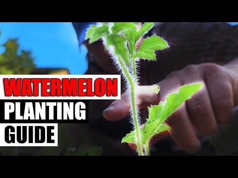 Watermelon Planting - The Complete Guide